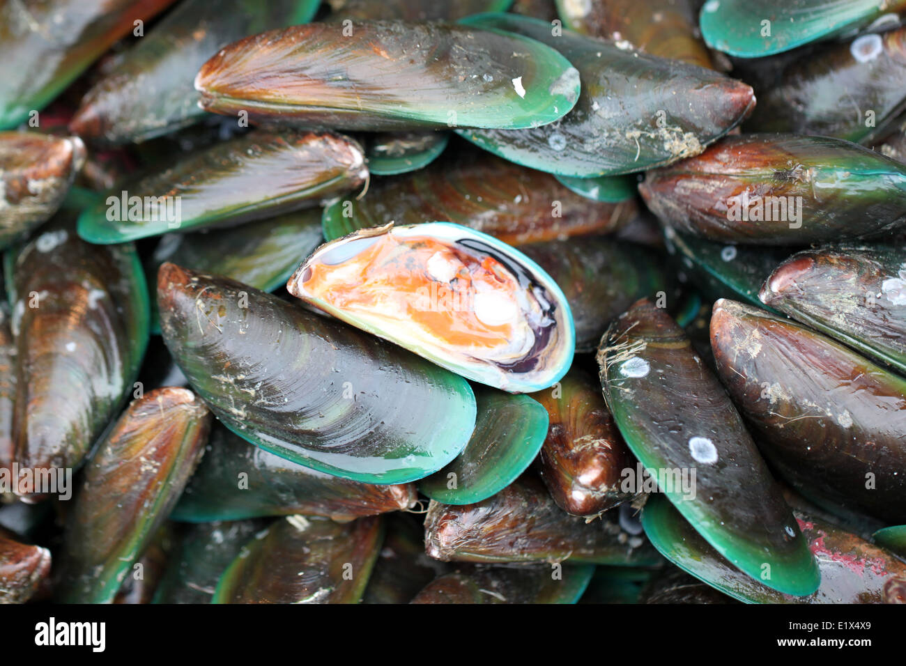 grüne Muscheln in Meeresfrüchte-Markt für das Hintergrundbild. Stockfoto