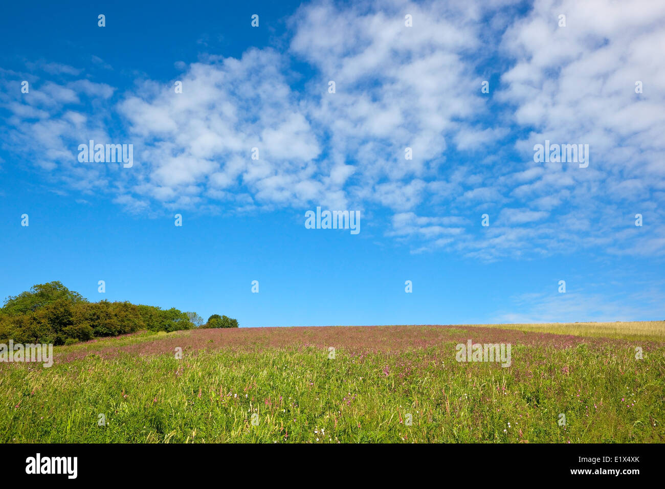 Bunte Sommerlandschaft mit Wildblumen wachsen in einem Spaltenboden Ernte bei bewölktem Himmel blau. Stockfoto