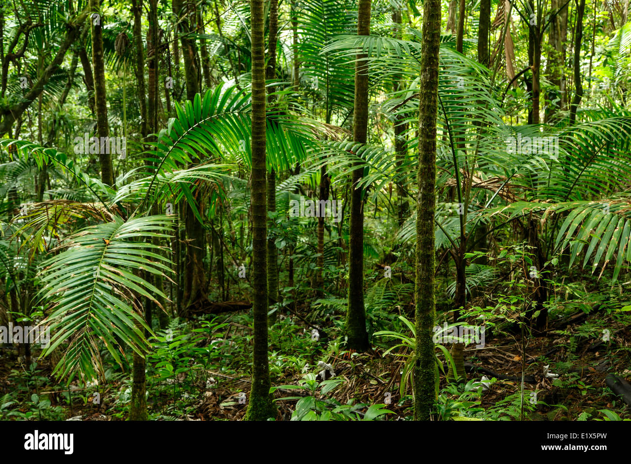 Wald-Szene, Caribbean National Forest (El Yunque Regenwald), Puerto Rico Stockfoto