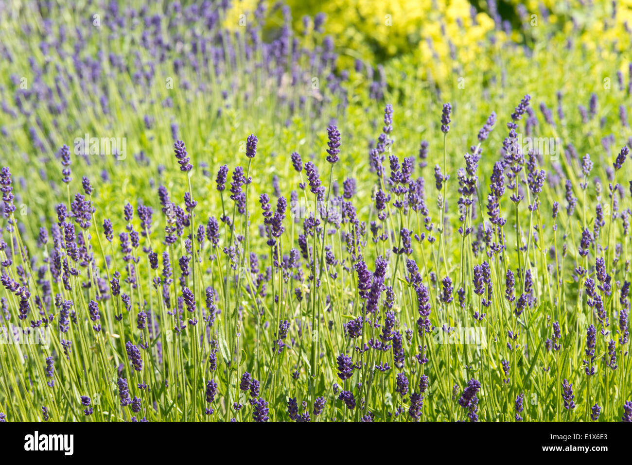 eine Pflanze von Lavendel im Garten Stockfoto