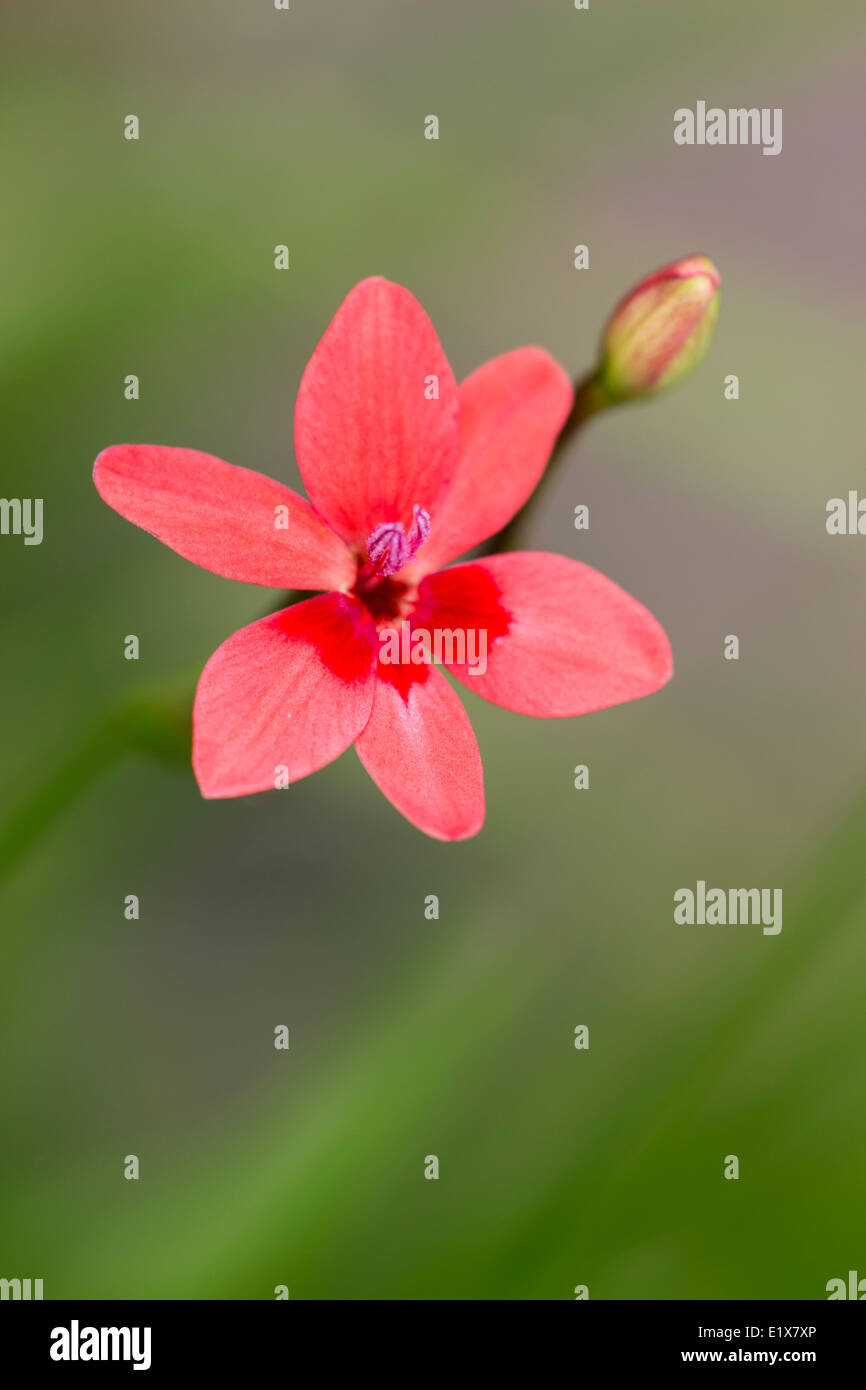 Naheinstellung und geringe Schärfentiefe isoliert diese Blume der Zwerg Birne Freesia Laxa aus dem diffusen Hintergrund Stockfoto