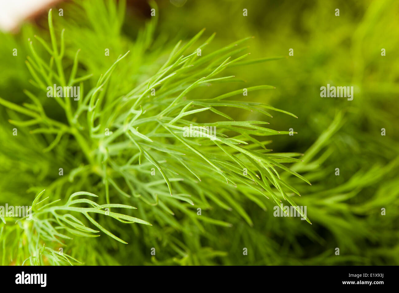 Bio grüner Dill Kraut auf einem Hintergrund Stockfoto