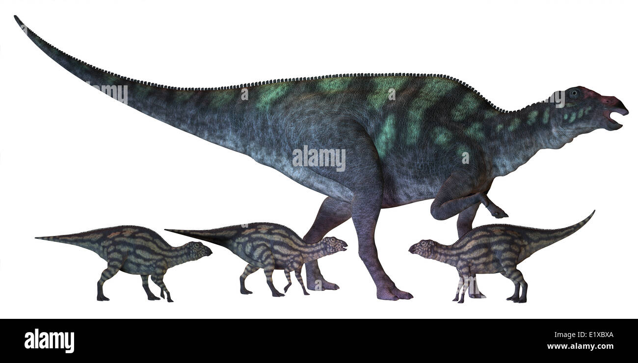 Maiasaura ist eine große Ente-billed Dinosaurier, der in der Kreidezeit Ära hier gezeigt mit mehrere Jungtiere in Nordamerika lebte. Stockfoto