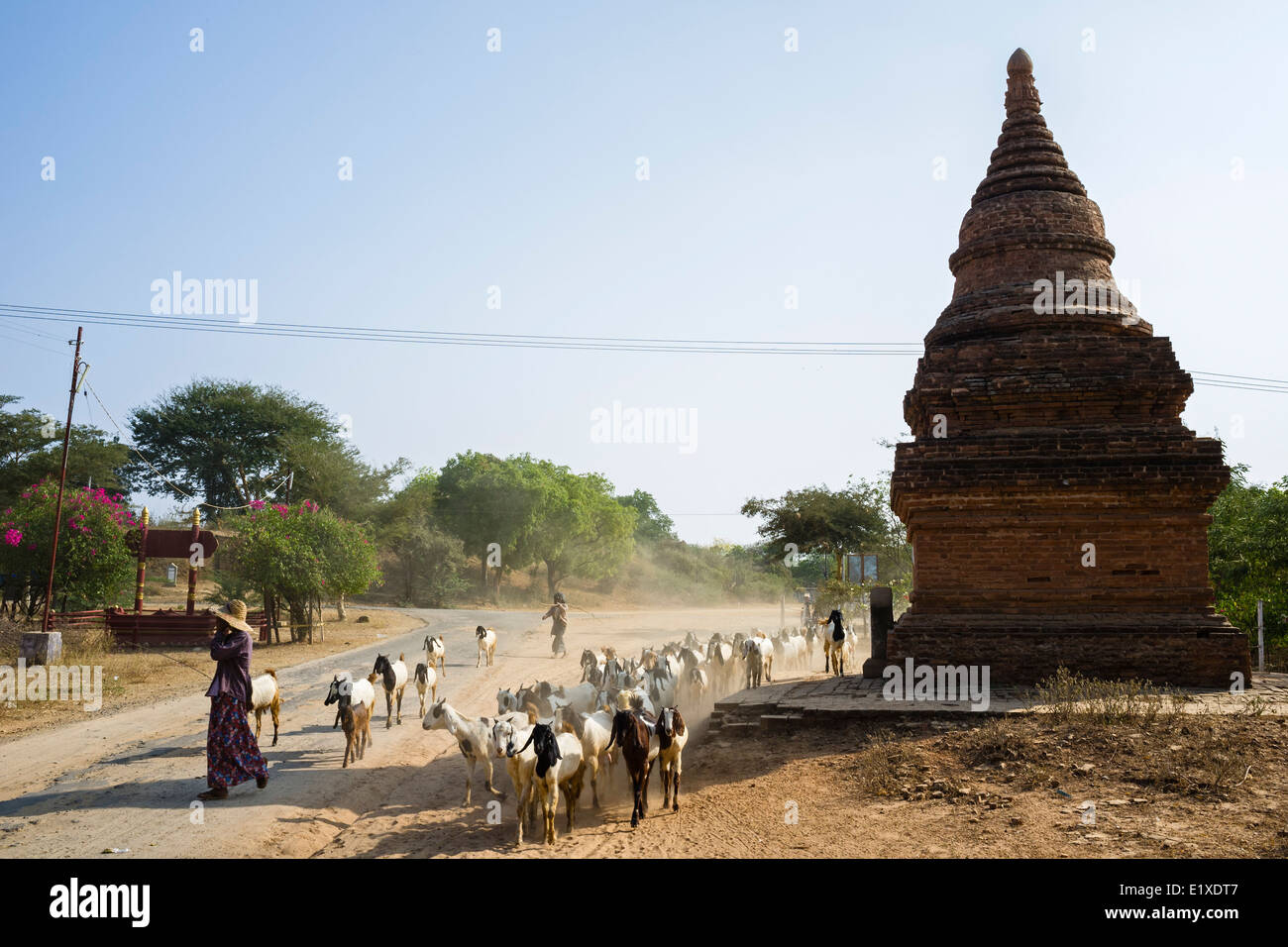 Herde von Ziegen, Bagan, Myanmar, Asien Stockfoto