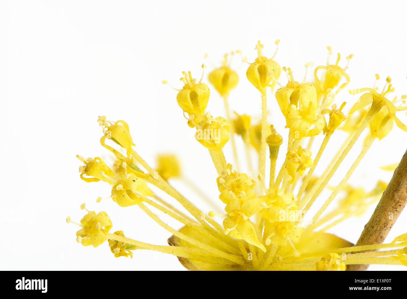 Nahaufnahme eines gelben Cornelian Cherry Blume Stockfoto