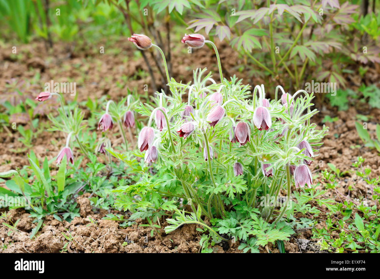 Nahaufnahme von Pulsatilla Koreana Kolonie in freier Wildbahn Stockfoto