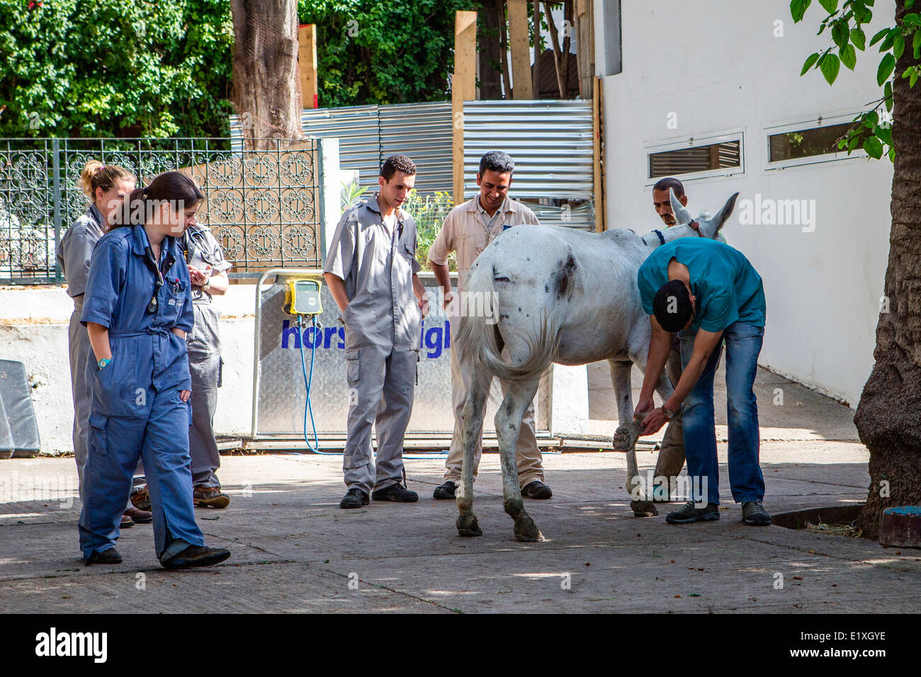 Marokkanische und europäische Trainee Tierärzte bei der amerikanischen Fondouk, Amy Bend Klinik in Fez, Marokko. Stockfoto
