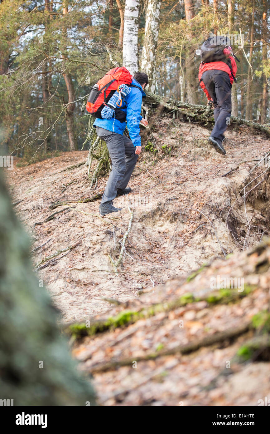 Männliche Rucksacktouristen Wandern im Wald Stockfoto