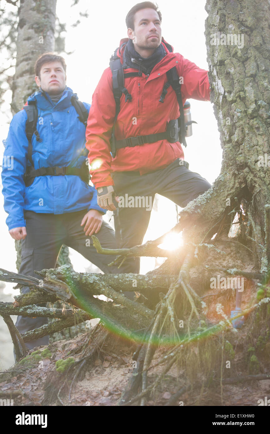 Junge männliche Rucksacktouristen in Wald Stockfoto