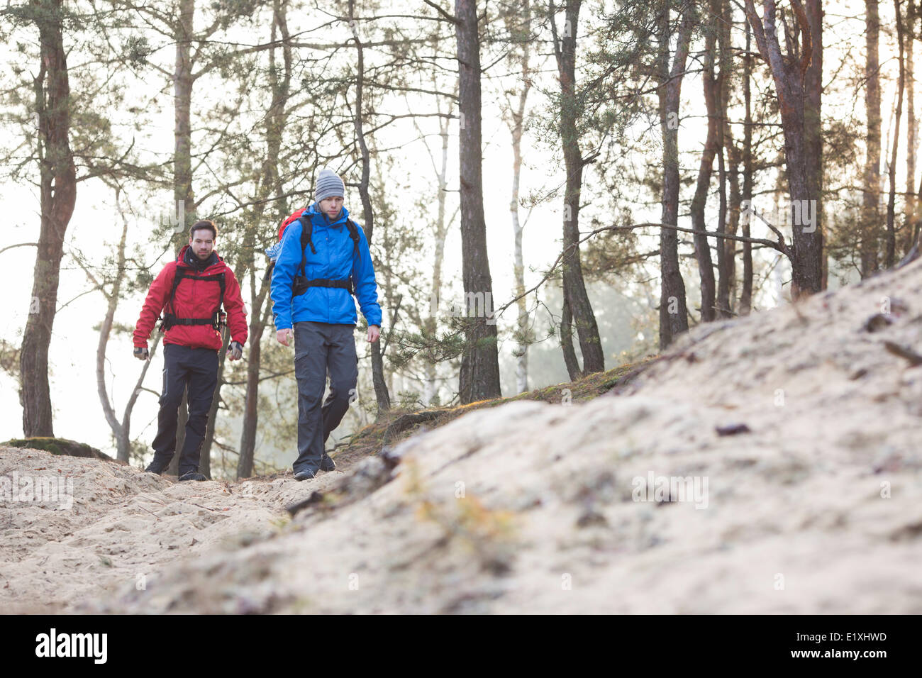 Junge männliche Rucksacktouristen Wandern im Wald Stockfoto