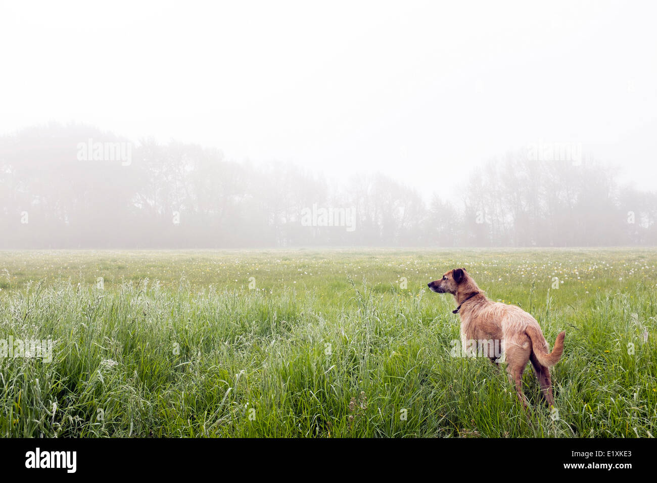 Frühlingswiese Stockfoto