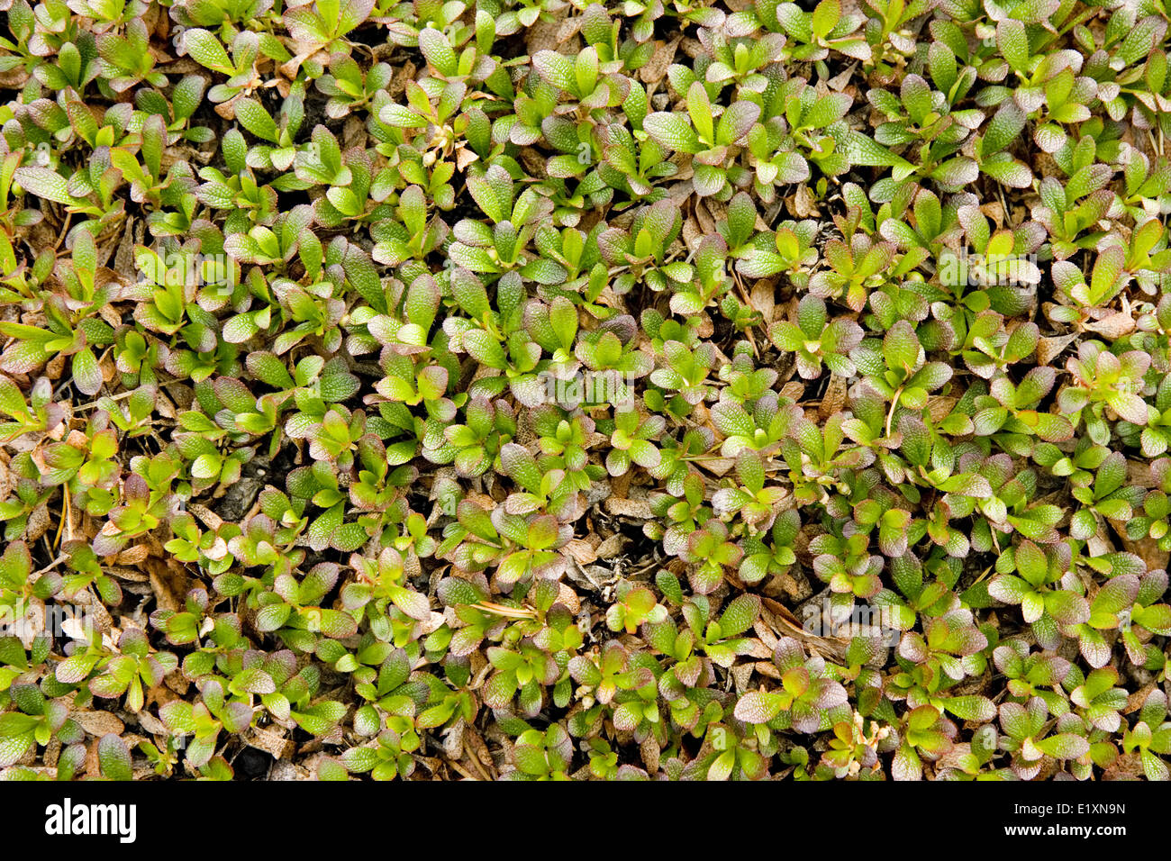 Vegetativer Hintergrund Stockfoto