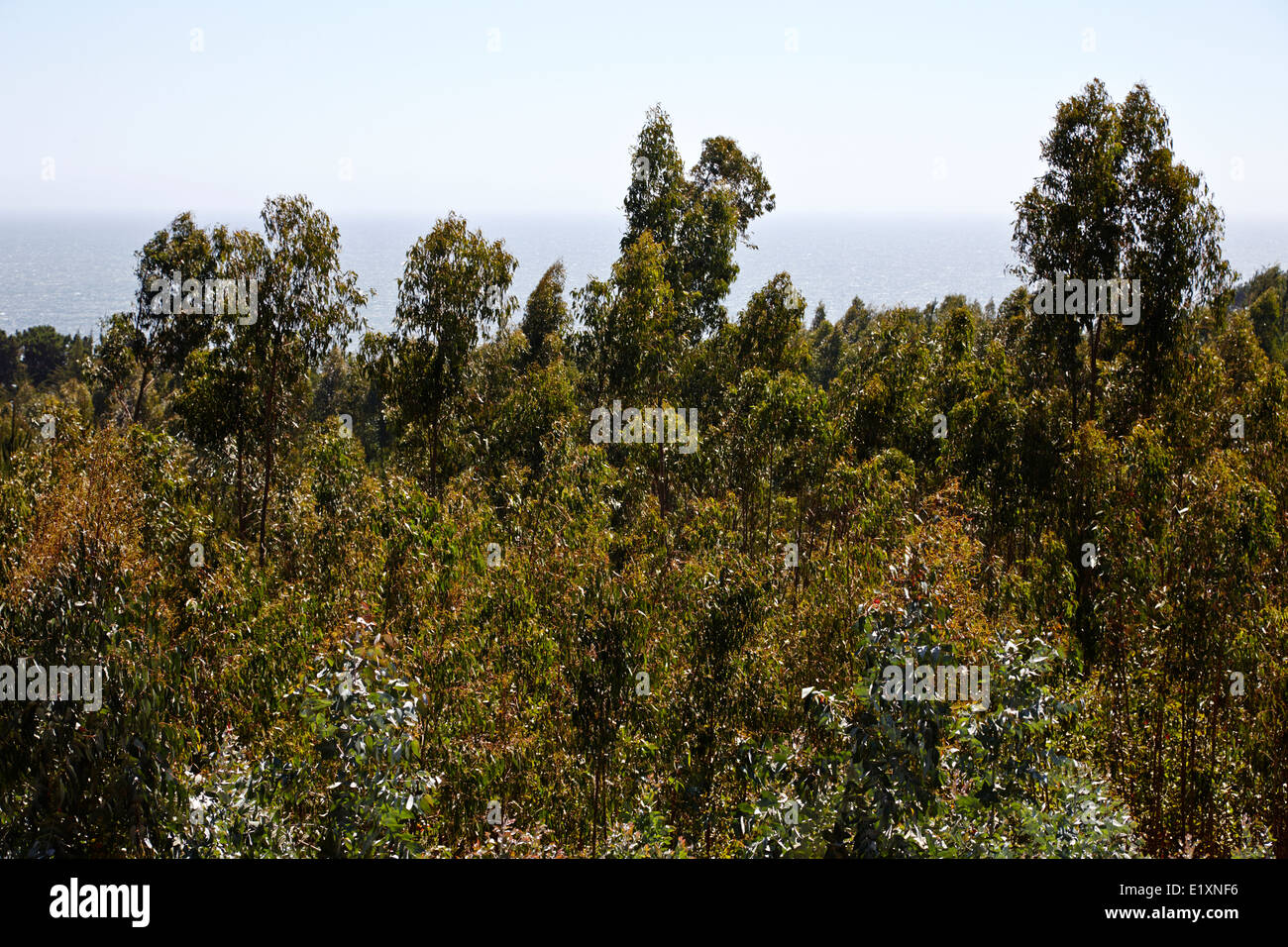 Eukalyptus Wald Los Pellines chile Stockfoto