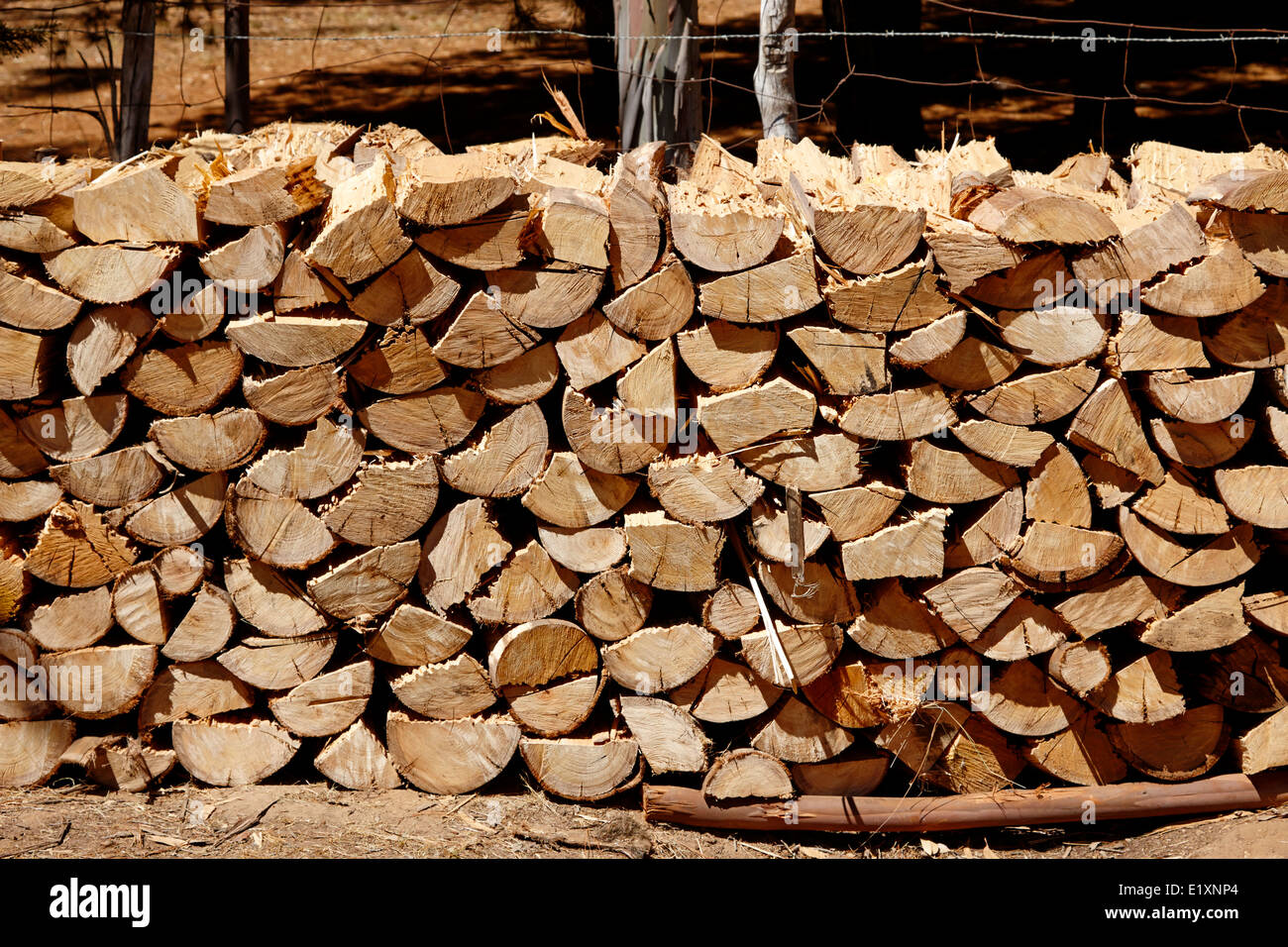 Schneiden Sie Protokolle für Kraftstoff Eukalyptus Wald Los Pellines Chile gestapelt Stockfoto Schneiden Sie Protokolle für Kraftstoff Eukalyptus Wald Los Pellines Chile gestapelt Stockfoto