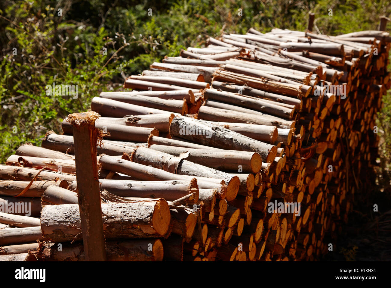 Schneiden Sie Protokolle für Kraftstoff Eukalyptus Wald Los Pellines Chile gestapelt Stockfoto