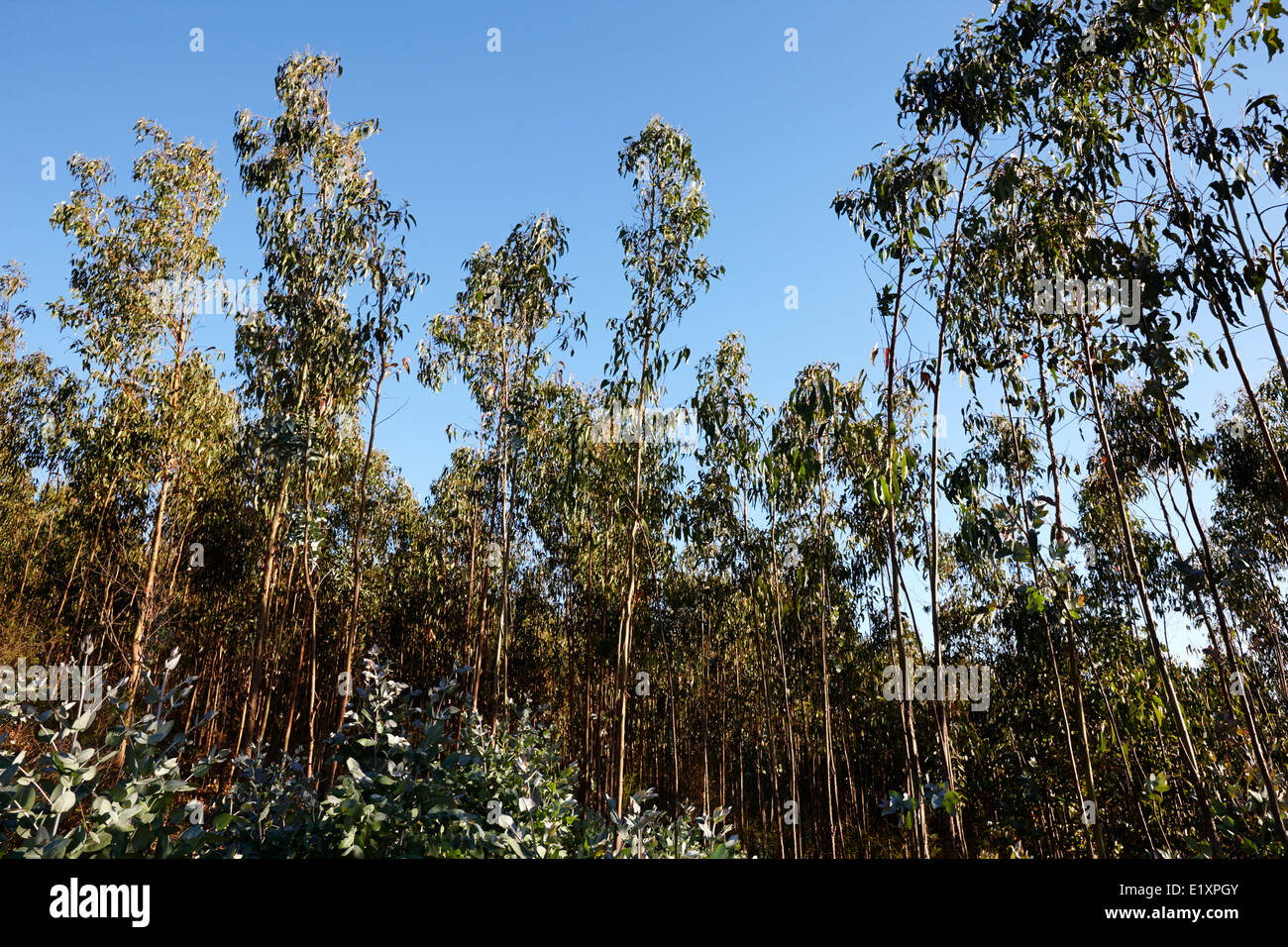 Eukalyptus Wald Los Pellines chile Stockfoto