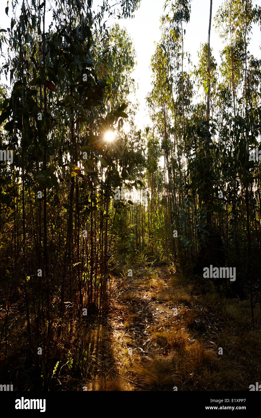 die untergehende Sonne durch Eukalyptus Wald Los Pellines chile Stockfoto