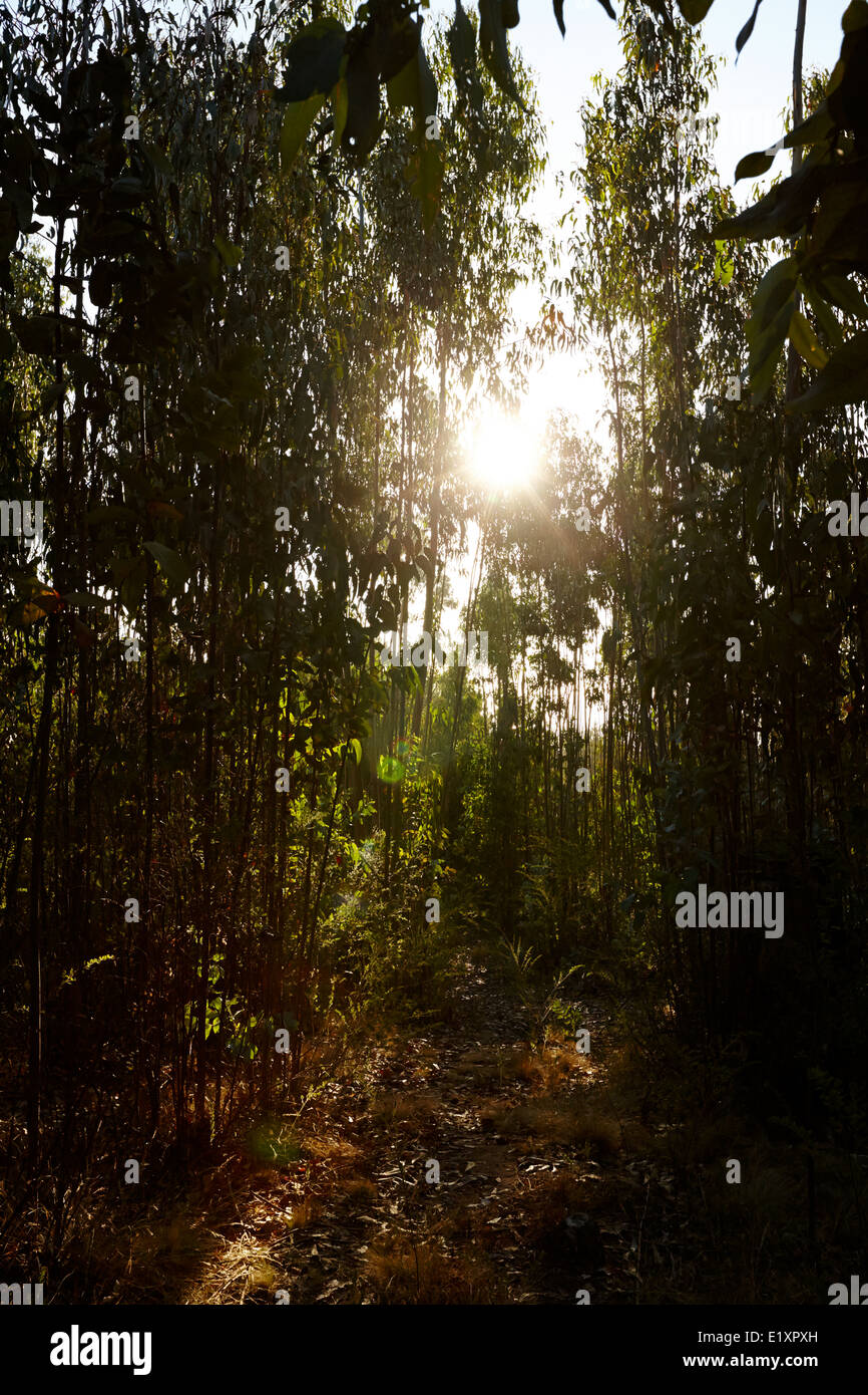 die untergehende Sonne durch Eukalyptus Wald Los Pellines chile Stockfoto