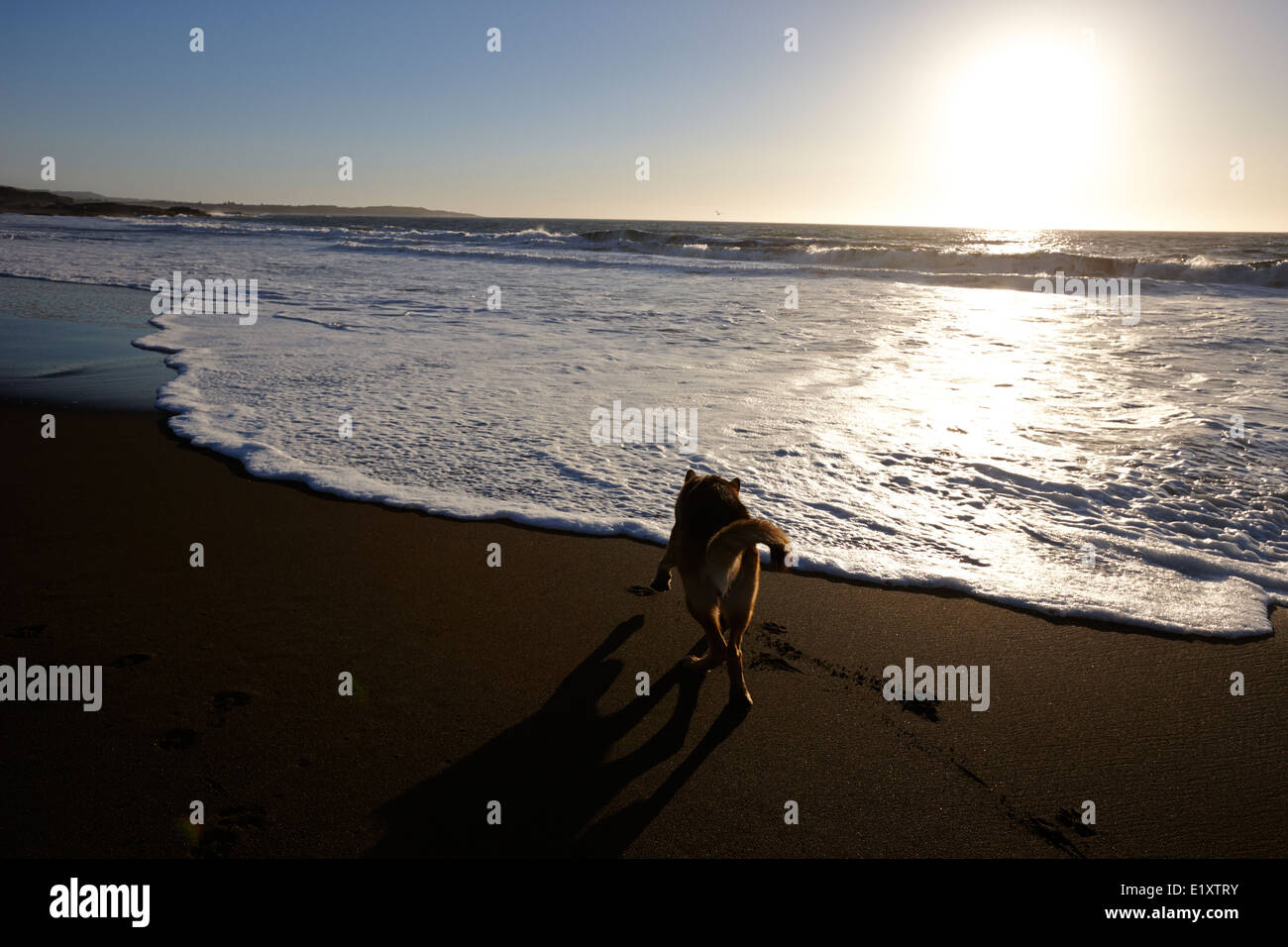 Deutscher Schäferhund als untergehende Sonne über Sandstrand zu Fuß auf den Pazifischen Ozean Los Pellines chile Stockfoto