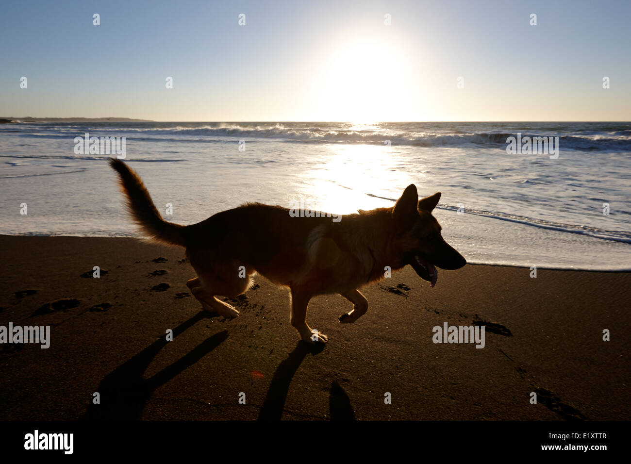 Deutscher Schäferhund als untergehende Sonne über Sandstrand zu Fuß auf den Pazifischen Ozean Los Pellines chile Stockfoto