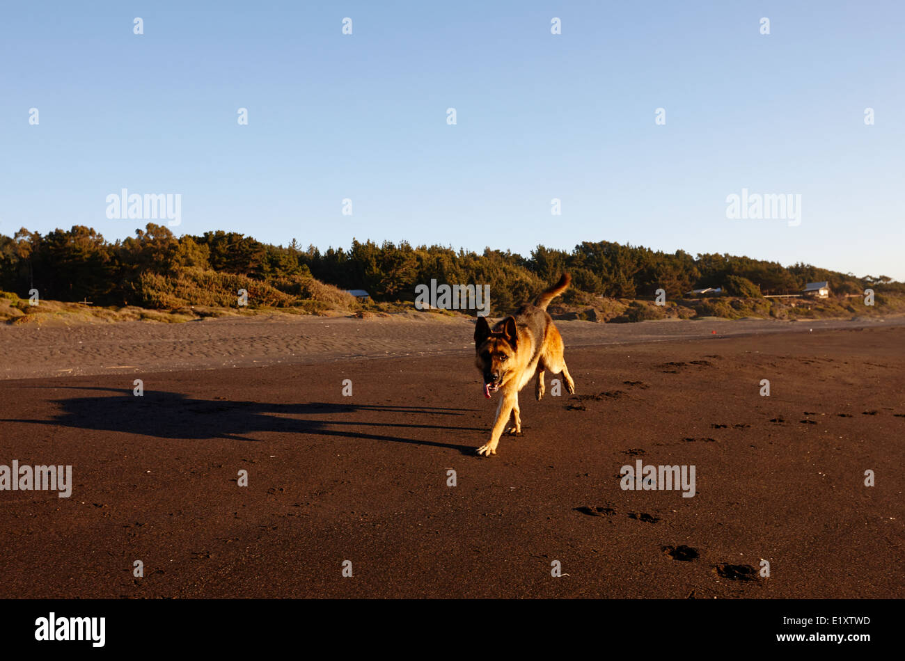 Deutscher Schäferhund mit Zunge hängt heraus Sandstrand entlang, auf den Pazifischen Ozean Los Pellines chile Stockfoto
