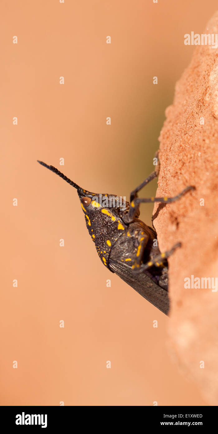 Poekilocerus Bufonius fand eine giftige Heuschrecke in Wüste Gebiete des Nahen Ostens. Fotografiert in Jordanien im April Stockfoto