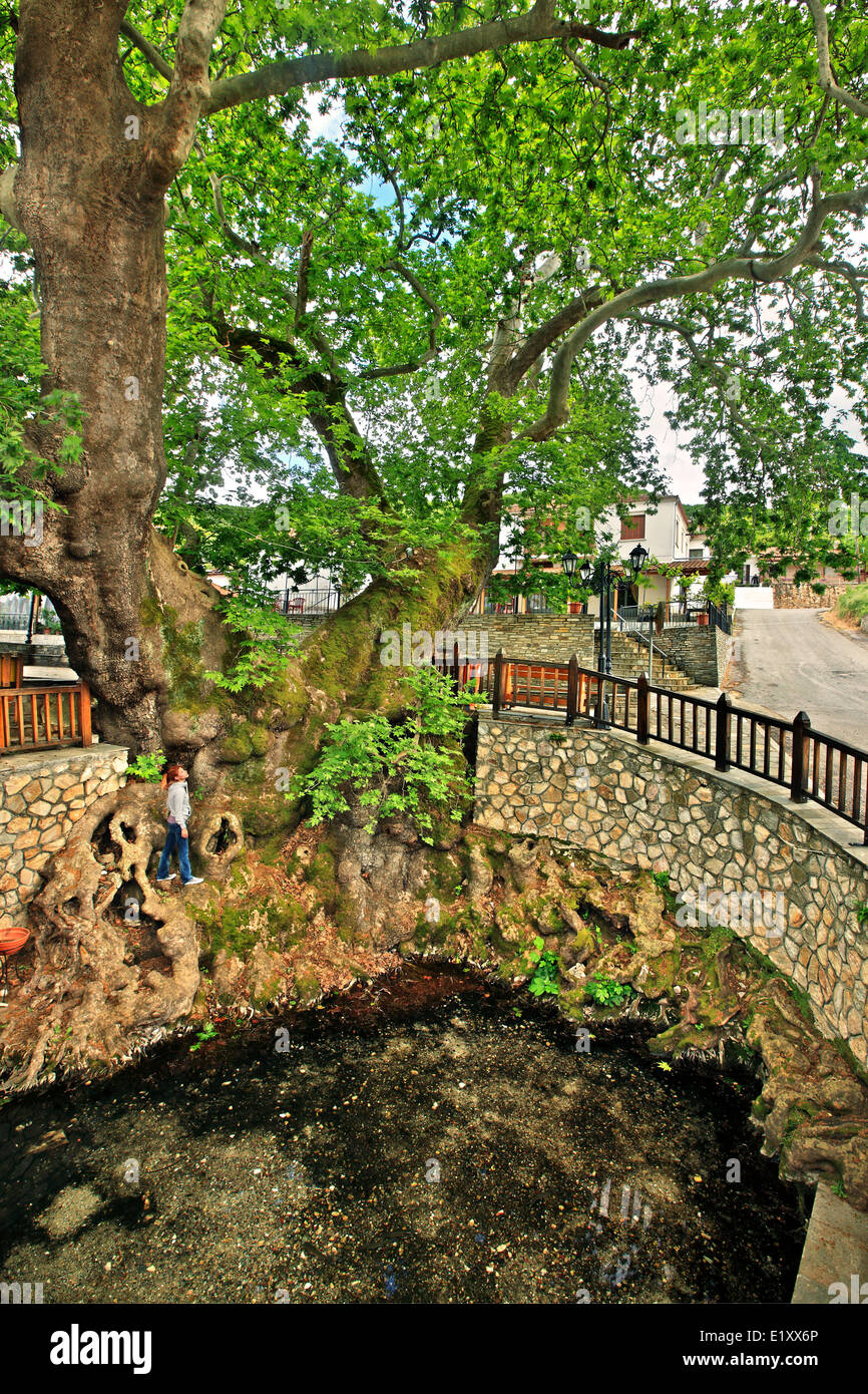Der riesige Platane am Geroplatanos Dorf, Gemeinde Polygyros, Chalkidiki (Chalkidiki), Mazedonien, Griechenland. Stockfoto