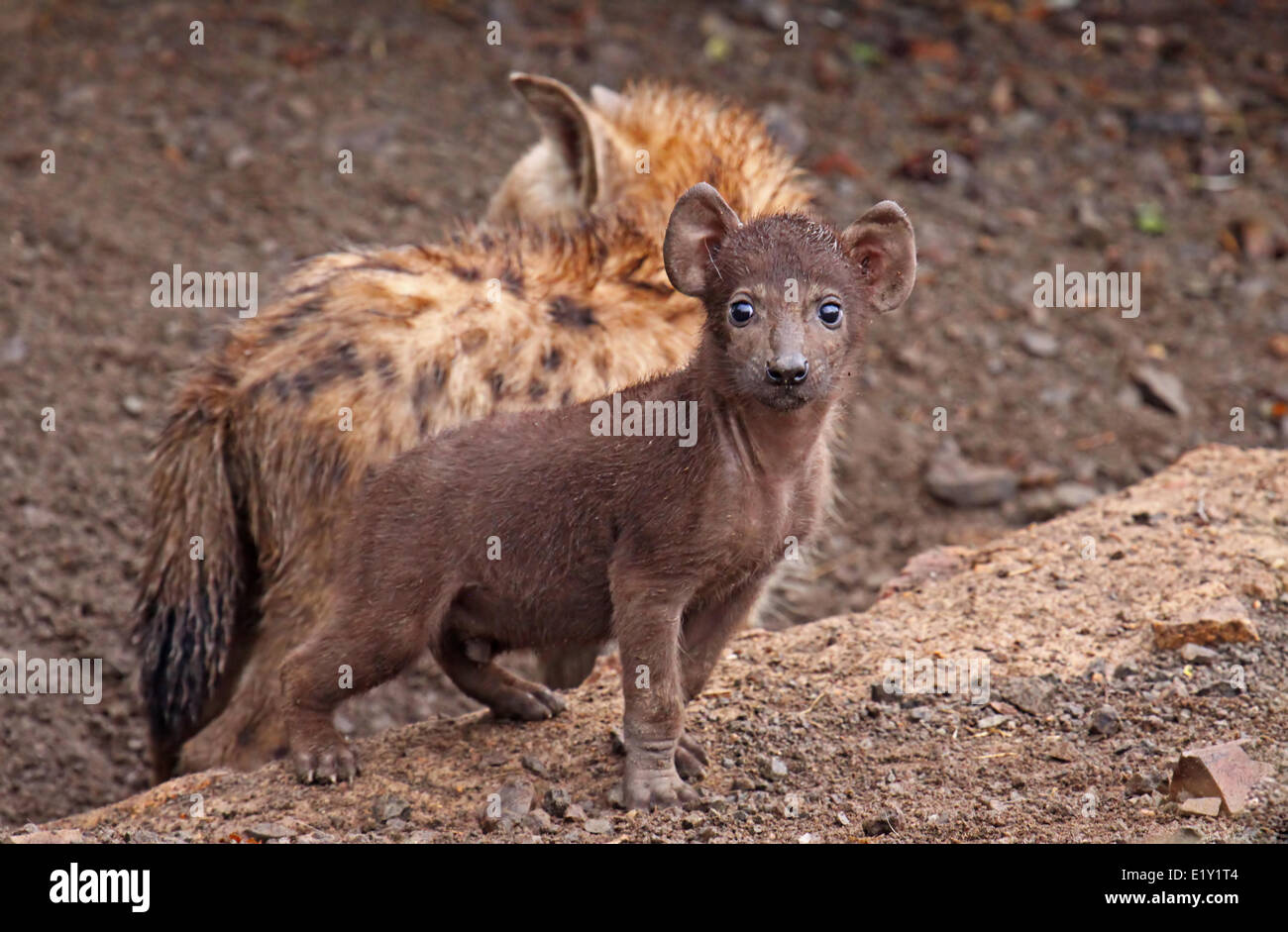 junge Hyäne, Südafrika, Tierwelt Stockfoto