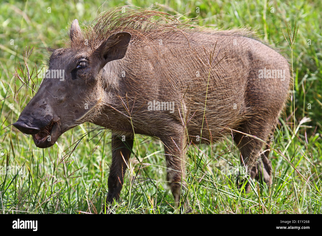 Warzenschwein, Südafrika, Tierwelt Stockfoto