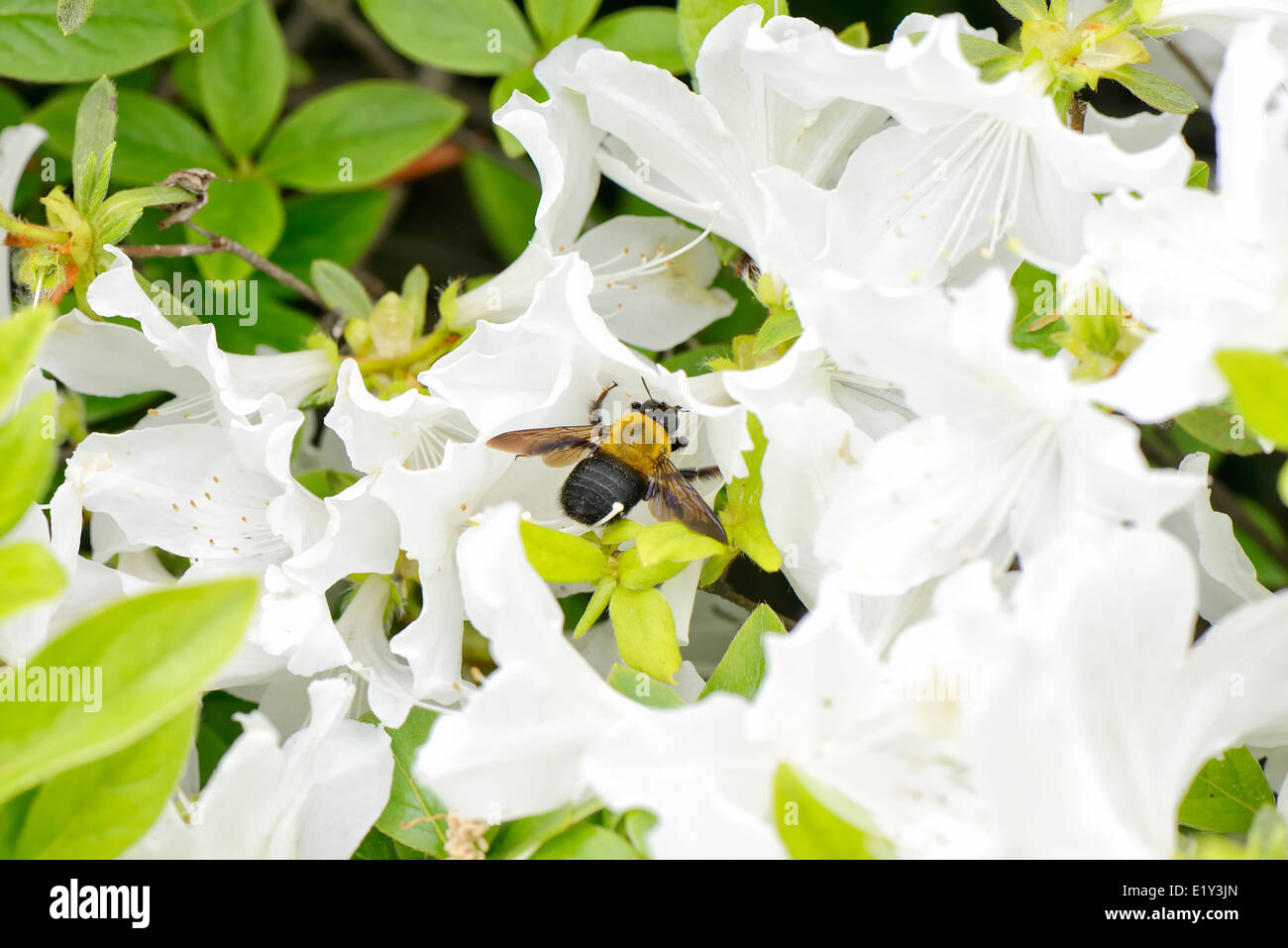 Nahaufnahme einer Biene auf einer weißen Azaleen-Blüte Stockfoto