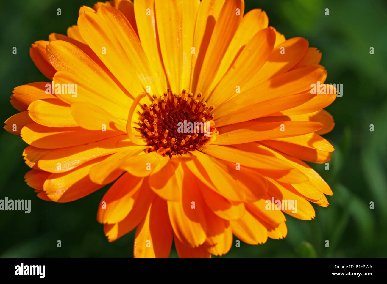 englische Ringelblume, Blume Stockfoto