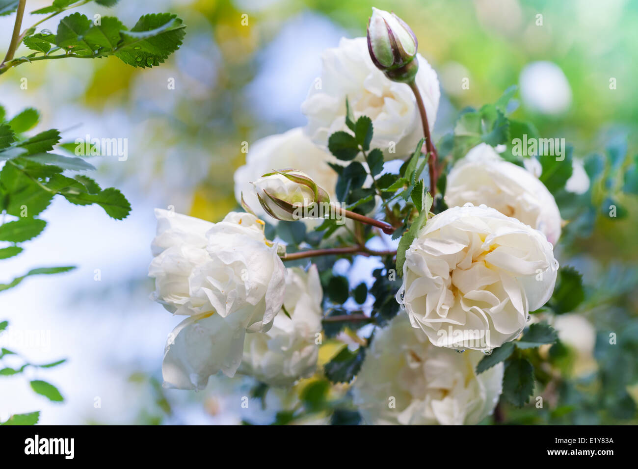 Weiße Rosen auf dem Ast im Garten Stockfoto