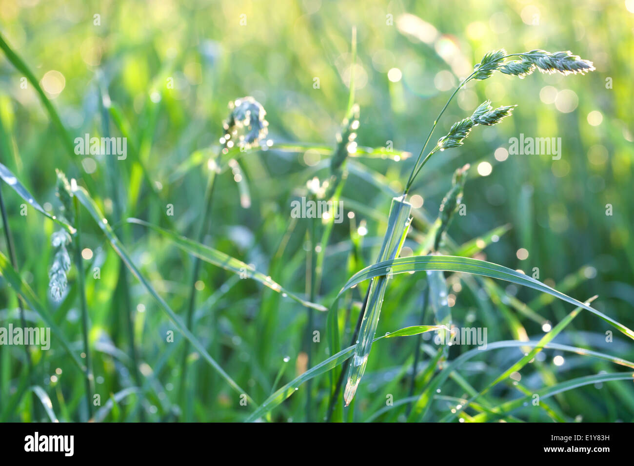 Frische grüne Rasen auf der Wiese nach dem Regen, Makro-Foto Stockfoto