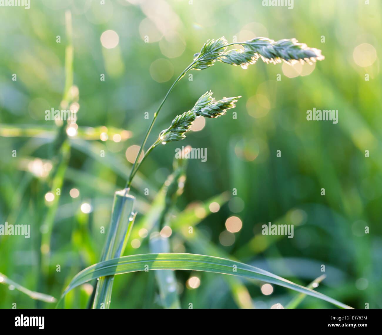Frischen grünen Rasen nach dem Regen, Makro-Foto Stockfoto