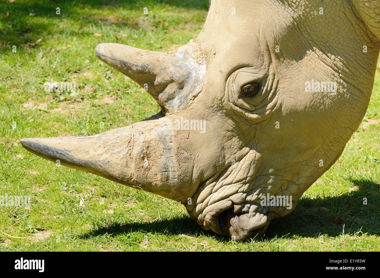 Porträt des großen Rhinoceros Kopfes während der Fütterung auf dem Rasen. Stockfoto