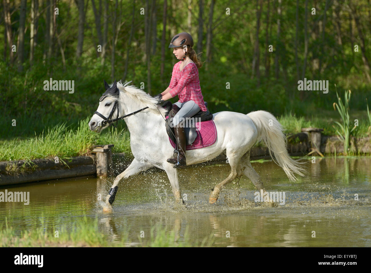 Elf Jahre altes Mädchen auf Rückseite ein Welsh Pony-reiten im Wasser Stockfoto