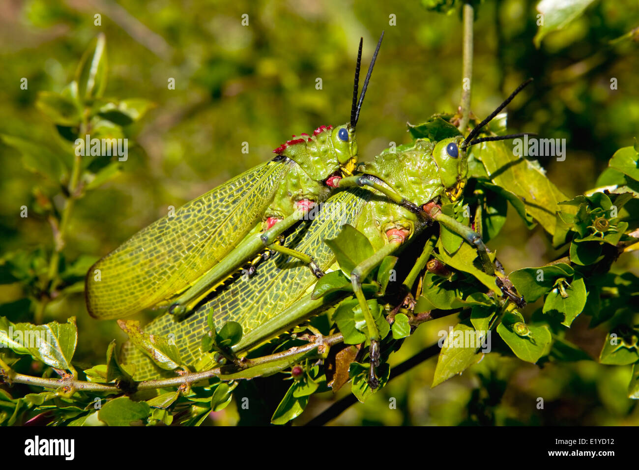 Grüne Wolfsmilch Heuschrecke oder afrikanischen Bush Grasshopper (Phymateus Viridipes), Süd Afrika Stockfoto