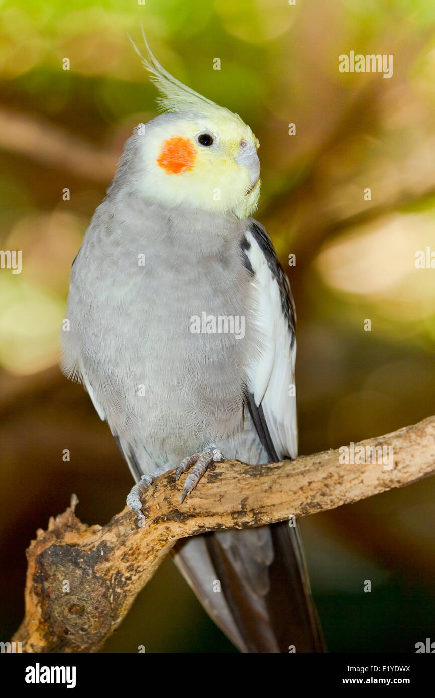 Männlichen Nymphensittich (Nymphicus Hollandicus), auch bekannt als die Quarrion und die Weiro Stockfoto