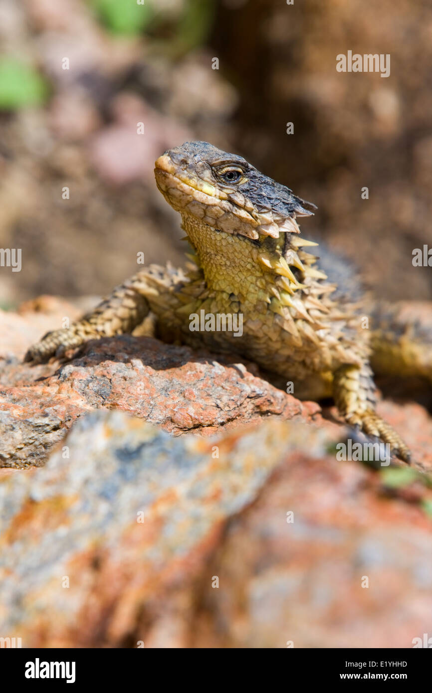 Riese geringelt Eidechse (Cordylus Giganteus), auch bekannt als Sungazer, stacheligen-tailed Rieseneidechse oder Riesen zonure Stockfoto