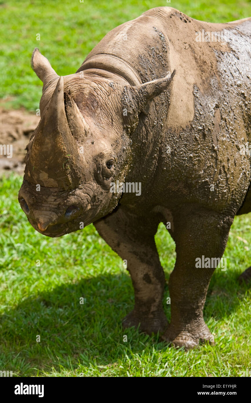 Schwarze Nashorn oder Haken-lippige Rhinoceros (Diceros Bicornis) Stockfoto