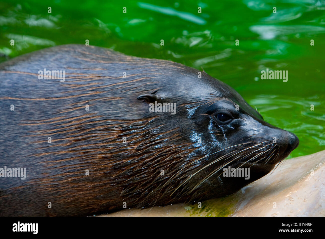 Braune Seebär (Arctocephalus percivali), auch bekannt als die Kap-Seebär, südafrikanischer Seebär und die australische Seebär Stockfoto