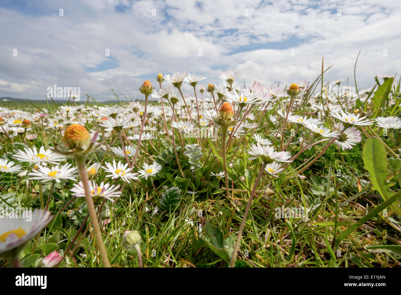 Low Angle View of Daisies wachsen in der Schottischen Machair Grasland des Sommers wilden Blumen. North Uist Äußere Hebriden Western Isles Schottland Großbritannien Großbritannien Stockfoto