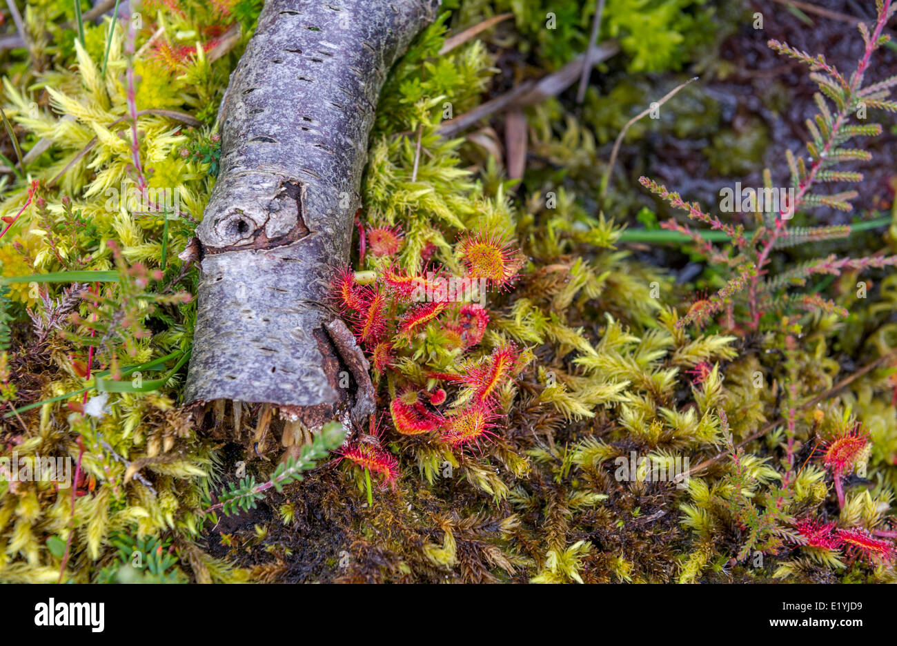 Drosera, der Sonnentau, eine britische fleischfressende Pflanzen umgangsprachlich. Stockfoto