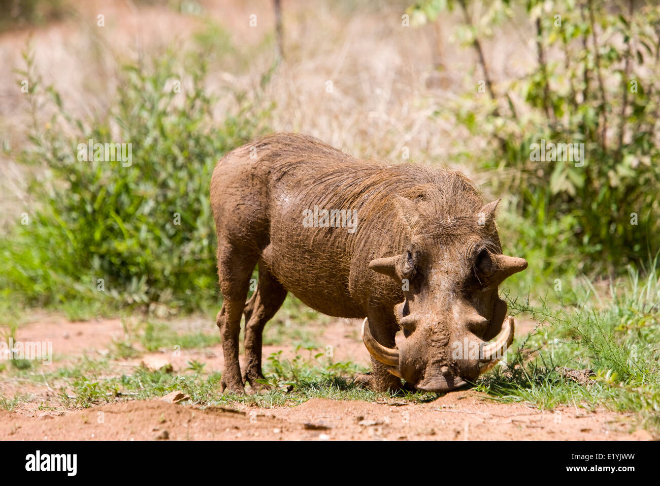 Warzenschwein oder gemeinsame Warzenschwein (Phacochoerus Africanus) Stockfoto