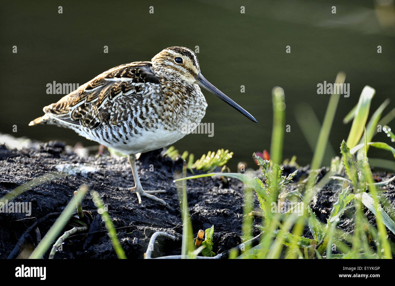 Eine gemeinsame Snipe Vogel ruht auf einer Schlammbank in einem Biber Teich bei Hinton Alberta Canada Stockfoto