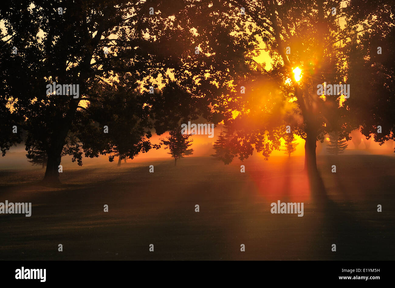 Ein Sonnenaufgang gesehen durch Laubbäume Stockfoto