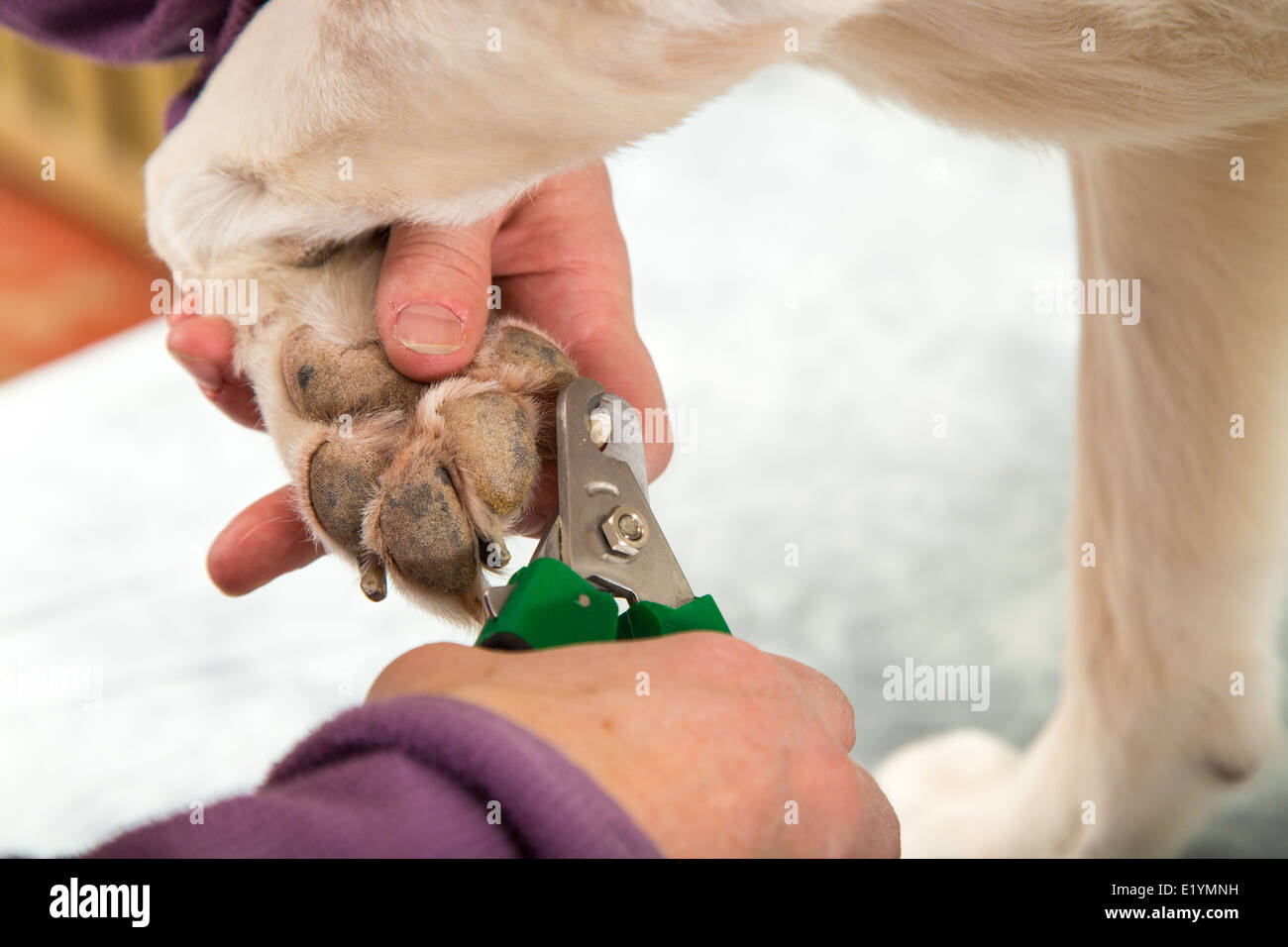 Ein Hund Pistenfahrzeug clips eine Hunde-Fußnägel während einer Pflege-Sitzung Stockfoto
