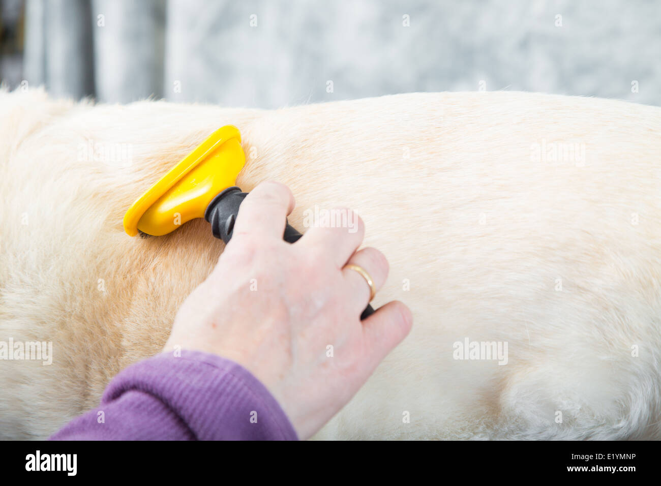 Ein Hund Pistenfahrzeug Bürsten ein Hund um die lose Unterwolle zu entfernen. Stockfoto