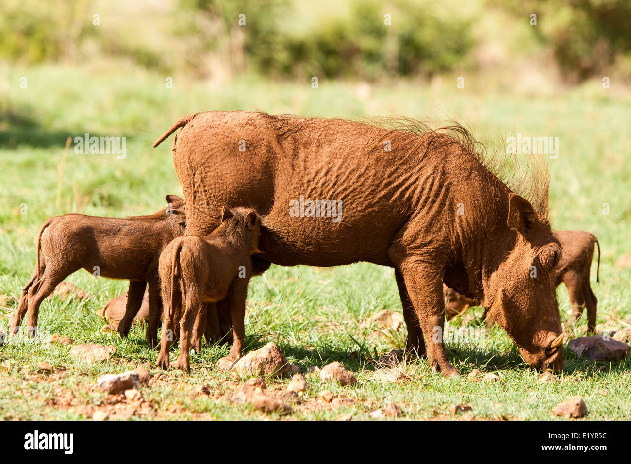 Warzenschwein oder gemeinsame Warzenschwein (Phacochoerus Africanus) Stockfoto