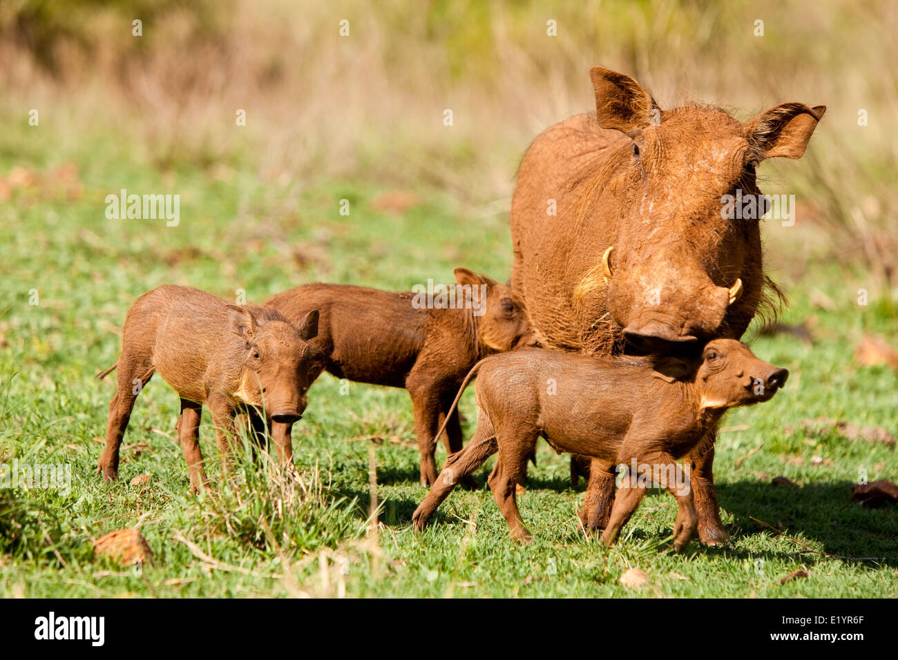 Warzenschwein oder gemeinsame Warzenschwein (Phacochoerus Africanus) Stockfoto